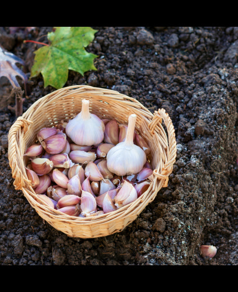 BP Complex 60 Capsules-Premier Research Labs-Matakana Pharmacy