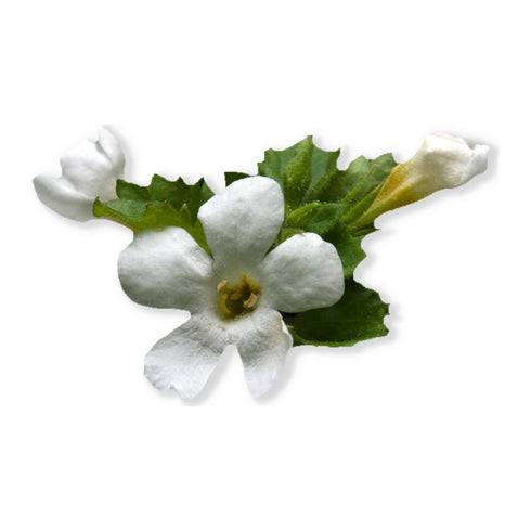 Key ingredients in Bacopa Plus 90 Capsules