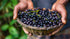 Acai Berry Powder Organic Freeze Dried 10kg-Matakana Superfoods-Matakana Pharmacy