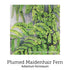 Aura clear Support Drops 20ml-First Light Natural Health-Matakana Pharmacy