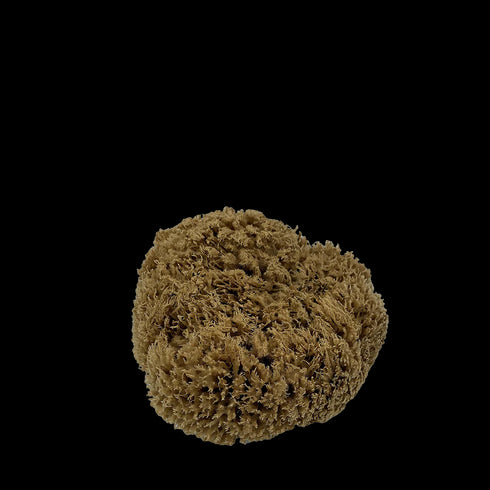 Sea Sponge 10cm-Real World-Matakana Pharmacy