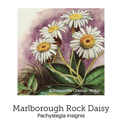 Birth Support Drops 20ml-First Light Natural Health-Matakana Pharmacy