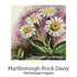 Birth Support Drops 20ml-First Light Natural Health-Matakana Pharmacy