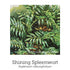 Birth Support Drops 20ml-First Light Natural Health-Matakana Pharmacy