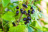 Blackcurrant NZ Organic Powder 1kg-Matakana Superfoods-Matakana Pharmacy