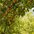 Blue Tansy & Apricot Oil | Calming, Hydrating, Revitalizing-WOO | World Of Oils-Matakana Pharmacy
