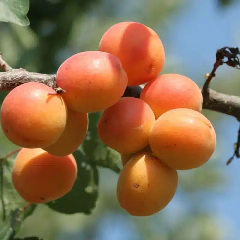 Blue Tansy & Apricot Oil | Calming, Hydrating, Revitalizing-WOO | World Of Oils-Matakana Pharmacy