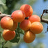 Blue Tansy & Apricot Oil | Calming, Hydrating, Revitalizing-WOO | World Of Oils-Matakana Pharmacy
