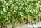 Brocolli Sprout Powder Organic 10kg-Matakana Superfoods-Matakana Pharmacy