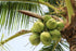 Coconut Water Organic Freeze Dried Powder 1kg-Matakana Superfoods-Matakana Pharmacy