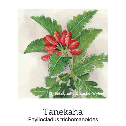 Coping with Change Support 20ml Spray-First Light Natural Health-Matakana Pharmacy