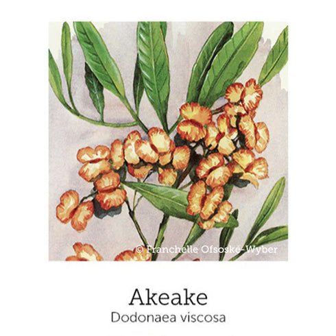 De-Tox Support Spray 20ml-First Light Natural Health-Matakana Pharmacy