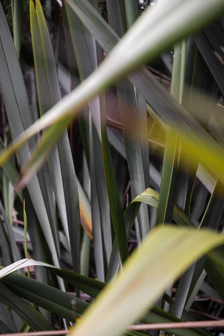 Harakeke & Blood Orange Body Lotion 300ml-Real World-Matakana Pharmacy