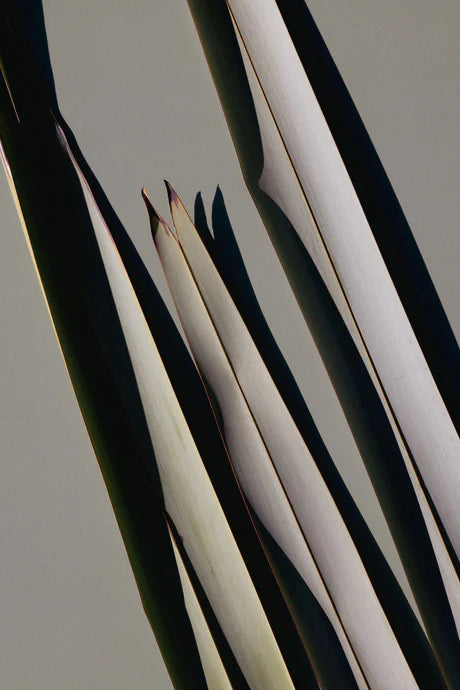 Restore Harakeke & Blood Orange Hand Cream 75g-Real World-Matakana Pharmacy