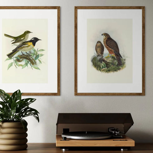 Johannes Keulemans - Print - New Zealand Falcon - Karearea A3-Te Papa Store-Matakana Pharmacy