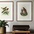 Johannes Keulemans - Print - New Zealand Falcon - Karearea A3-Te Papa Store-Matakana Pharmacy