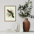 Johannes Keulemans - Print - New Zealand Pigeon - Kereru-Te Papa Store-Matakana Pharmacy