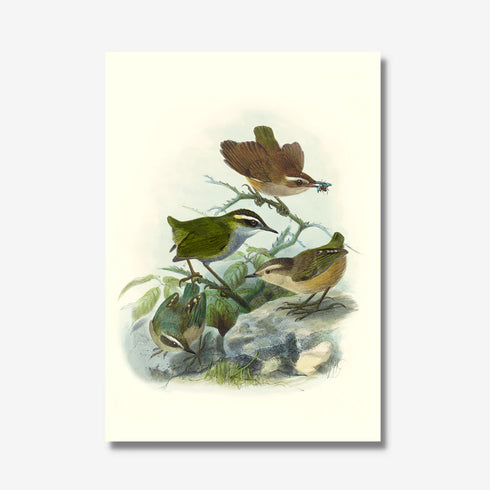 Johannes Keulemans - Print - Bush Wren - Matuhituhi and Rock Wren - Piwauwau-Te Papa Store-Matakana Pharmacy