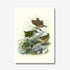 Johannes Keulemans - Print - Bush Wren - Matuhituhi and Rock Wren - Piwauwau-Te Papa Store-Matakana Pharmacy