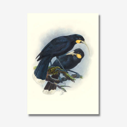 Johannes Keulemans - Print - Huia A3-Te Papa Store-Matakana Pharmacy