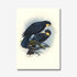 Johannes Keulemans - Print - Huia A3-Te Papa Store-Matakana Pharmacy