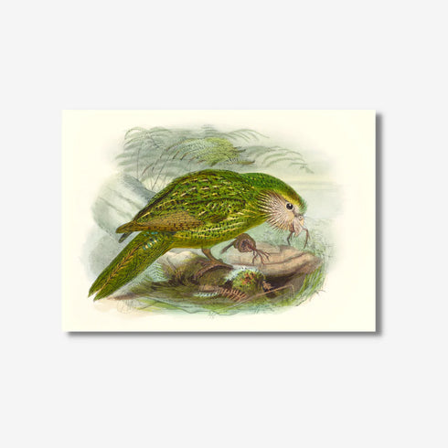 Johannes Keulemans - Print - Kakapo A4-Te Papa Store-Matakana Pharmacy