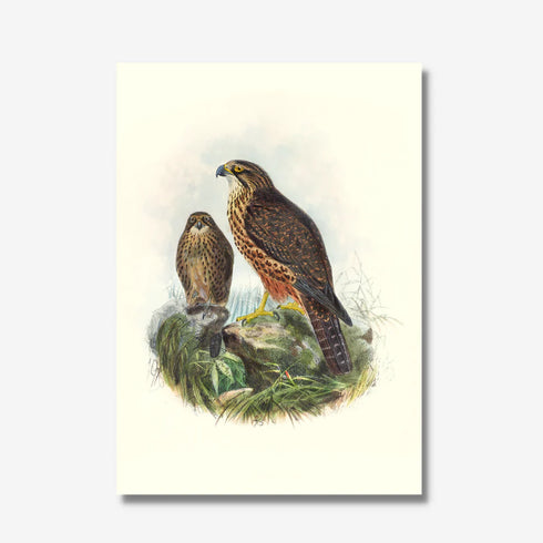 Johannes Keulemans - Print - New Zealand Falcon - Karearea A3-Te Papa Store-Matakana Pharmacy