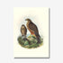Johannes Keulemans - Print - New Zealand Falcon - Karearea A3-Te Papa Store-Matakana Pharmacy