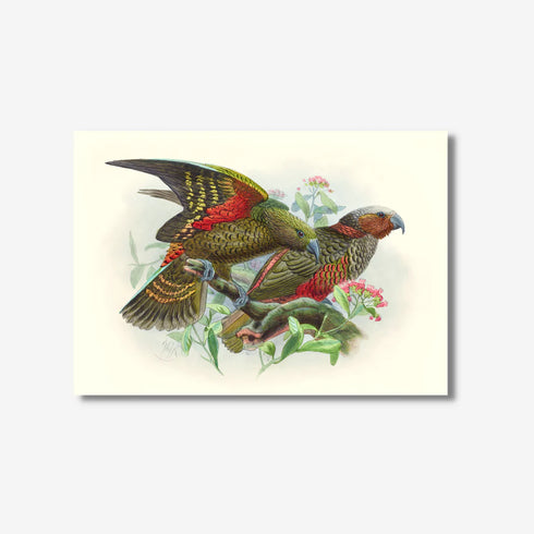 Johannes Keulemans - Print - Kea and Kaka A4-Te Papa Store-Matakana Pharmacy