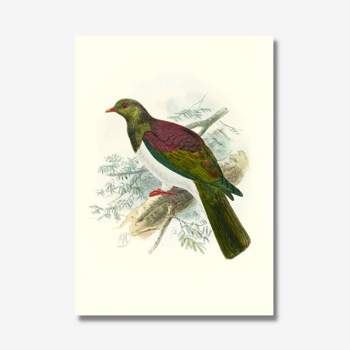 Johannes Keulemans - Print - New Zealand Pigeon - Kereru-Te Papa Store-Matakana Pharmacy