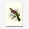 Johannes Keulemans - Print - New Zealand Pigeon - Kereru-Te Papa Store-Matakana Pharmacy