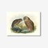 Johannes Keulemans - Print - Morepork - Ruru and Laughing Owl - Whekau A3-Te Papa Store-Matakana Pharmacy