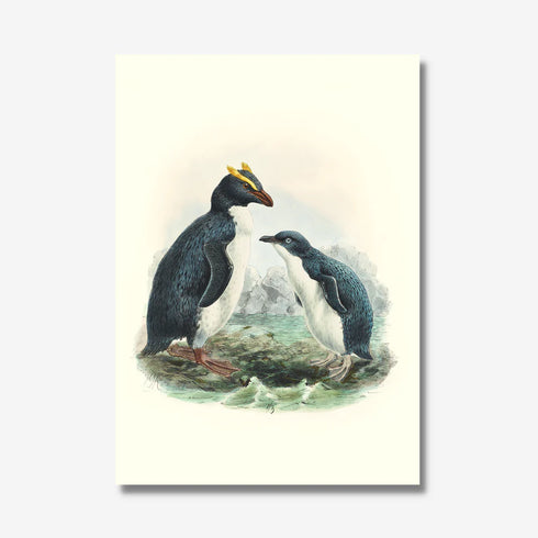 Johannes Keulemans - Print - Fiordland Crested Penguin - Tawaki and Little Penguin - Korora A4-Te Papa Store-Matakana Pharmacy