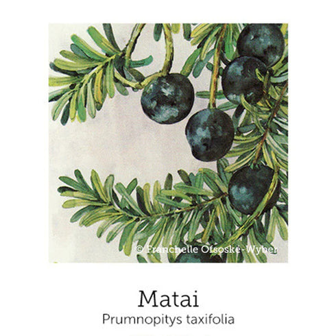 Mothers Support Drops 20ml-First Light Natural Health-Matakana Pharmacy