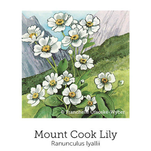 Mothers Support Drops 20ml-First Light Natural Health-Matakana Pharmacy