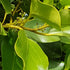 New Beginnings Support Drops 20ml-First Light Natural Health-Matakana Pharmacy