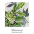 New Beginnings Support Drops 20ml-First Light Natural Health-Matakana Pharmacy