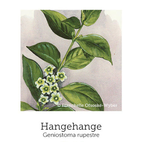 New Beginnings Support Drops 20ml-First Light Natural Health-Matakana Pharmacy