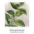 New Beginnings Support Drops 20ml-First Light Natural Health-Matakana Pharmacy