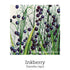 New Beginnings Support Drops 20ml-First Light Natural Health-Matakana Pharmacy