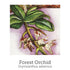 No Fear Support 20ml Oral Spray-First Light Natural Health-Matakana Pharmacy