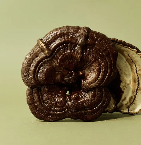 Reishi 240 Capsules | Superfeast