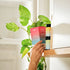Salty Raspberry Sachet 30s | Everyday Hydration Salts-Sodii-Matakana Pharmacy