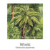 Self Care Support Drops 20ml-First Light Natural Health-Matakana Pharmacy
