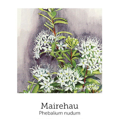 Self Care Support Drops 20ml-First Light Natural Health-Matakana Pharmacy