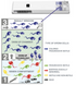 SwimCount Sperm Quality Test | Home Sperm Motility Test