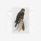George Lodge - Card - Falcon-Te Papa Store-Matakana Pharmacy