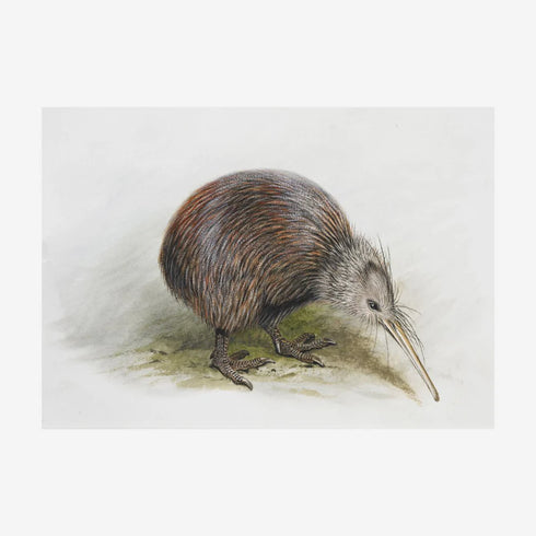 George Lodge- Print - Kiwi A4-Te Papa Store-Matakana Pharmacy