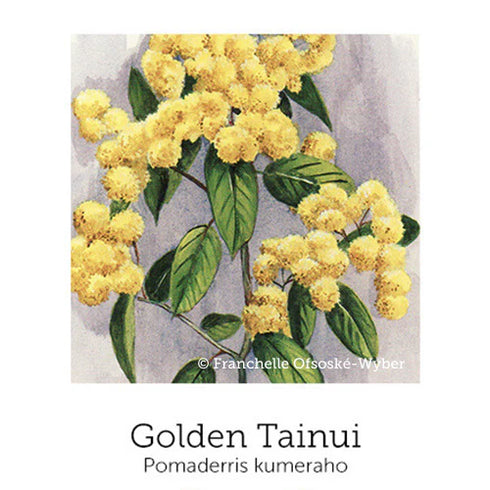 Trauma Support Drops 20ml-First Light Natural Health-Matakana Pharmacy