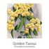 Trauma Support Drops 20ml-First Light Natural Health-Matakana Pharmacy